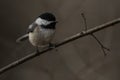 Black-Capped Chickadee