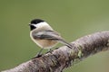 Black Capped Chickadee on a Branch Royalty Free Stock Photo