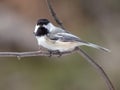 A black-capped chickadee on a branch