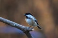 Black-Capped Chickadee closeup perched facing left on golden fall foliage background Royalty Free Stock Photo
