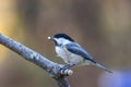 Black-Capped Chickadee closeup perched with peanut facing left on golden fall foliage background Royalty Free Stock Photo