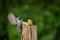 Black Capped Chickadee confronts a male Goldfinch