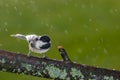 Black-capped Chickadee in an early fall rain Royalty Free Stock Photo