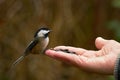 Black-capped Chickadee Eating Sunflower Seeds Royalty Free Stock Photo