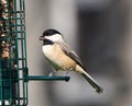 Black-capped Chickadee at Feeder Royalty Free Stock Photo