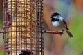 black capped chickadee Royalty Free Stock Photo
