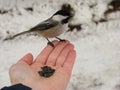 Black-capped Chickadee feeding on a hand Royalty Free Stock Photo