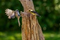 Black Capped Chickadee fighting a Goldfinch Royalty Free Stock Photo