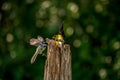 Black Capped Chickadee flies at a male Goldfinch Royalty Free Stock Photo
