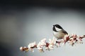 Black-capped chickadee in flight Royalty Free Stock Photo