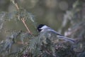 Black Capped Chickadee In Flight Royalty Free Stock Photo