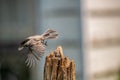 Black Capped Chickadee in flight in Summer Royalty Free Stock Photo