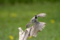 Black Capped Chickadee in flight on take off Royalty Free Stock Photo