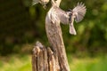 Black Capped Chickadee in flight to perch Royalty Free Stock Photo