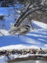 Black-capped chickadee Royalty Free Stock Photo