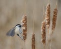 Black-Capped Chickadee Fluttering Wings While Enjoying Fluffy Cattails Royalty Free Stock Photo