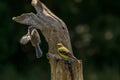Black Capped Chickadee flying away from a Goldfinch Royalty Free Stock Photo