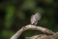 Black Capped Chickadee flying off a perch Royalty Free Stock Photo