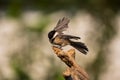 Black Capped Chickadee flying off a perch Royalty Free Stock Photo