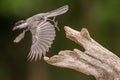 Black Capped Chickadee flying off perch
