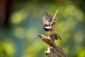 Black Capped Chickadee flying off perch Royalty Free Stock Photo