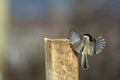 Black Capped Chickadee flying to post