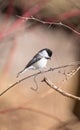 Black capped chickadee gets a close up perched on a tree branch