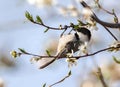 Black-capped Chickadee hanging on to a budding twig in the Spring