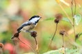 Black Capped Chickadee Royalty Free Stock Photo