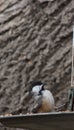 Black-capped Chickadee intently inspecting a bird feeder. Royalty Free Stock Photo