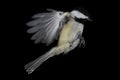 Black-capped Chickadee, Isolated and Frozen Mid-Flight Royalty Free Stock Photo