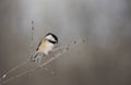 A Black-capped Chickadee isolated on a grey background perched on branch in winter Royalty Free Stock Photo