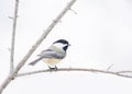 A Black-capped Chickadee isolated on white background perched on branch in winter Royalty Free Stock Photo