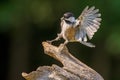 Black Capped Chickadee landing on perch Royalty Free Stock Photo