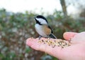 Black-capped Chickadee links to human by food Royalty Free Stock Photo