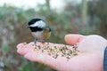 Black-capped Chickadee links to human by food Royalty Free Stock Photo