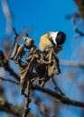 Black-capped Chickadee Looking for Food Royalty Free Stock Photo