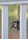 Black-capped Chickadee On An Outdoor Feeder In Natural Habitat Setting. Royalty Free Stock Photo