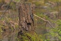 Black Capped Chickadee outside its nest in a Stump Royalty Free Stock Photo