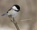 Black-capped Chickadee (Parus atricapillus) Royalty Free Stock Photo