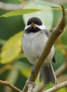 Black Capped Chickadee - Parus atricapillus Royalty Free Stock Photo