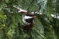 Black-capped Chickadee Searching for Food Royalty Free Stock Photo