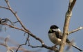 Chickadee with a worm in his beak