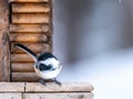 Black-capped Chickadee perched on a bird feeder Royalty Free Stock Photo