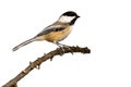Black-capped chickadee perched on a branch Royalty Free Stock Photo