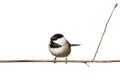 Black capped chickadee perched on a branch