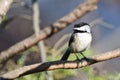 Black-Capped Chickadee Perched on a Branch Royalty Free Stock Photo