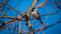 Black Capped Chickadee Royalty Free Stock Photo