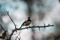 Black Capped Chickadee perched on a branch on a cloudly spring day in Grand Rapids Michigan Royalty Free Stock Photo