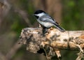 Black-capped Chickadee Perched on Branch Royalty Free Stock Photo